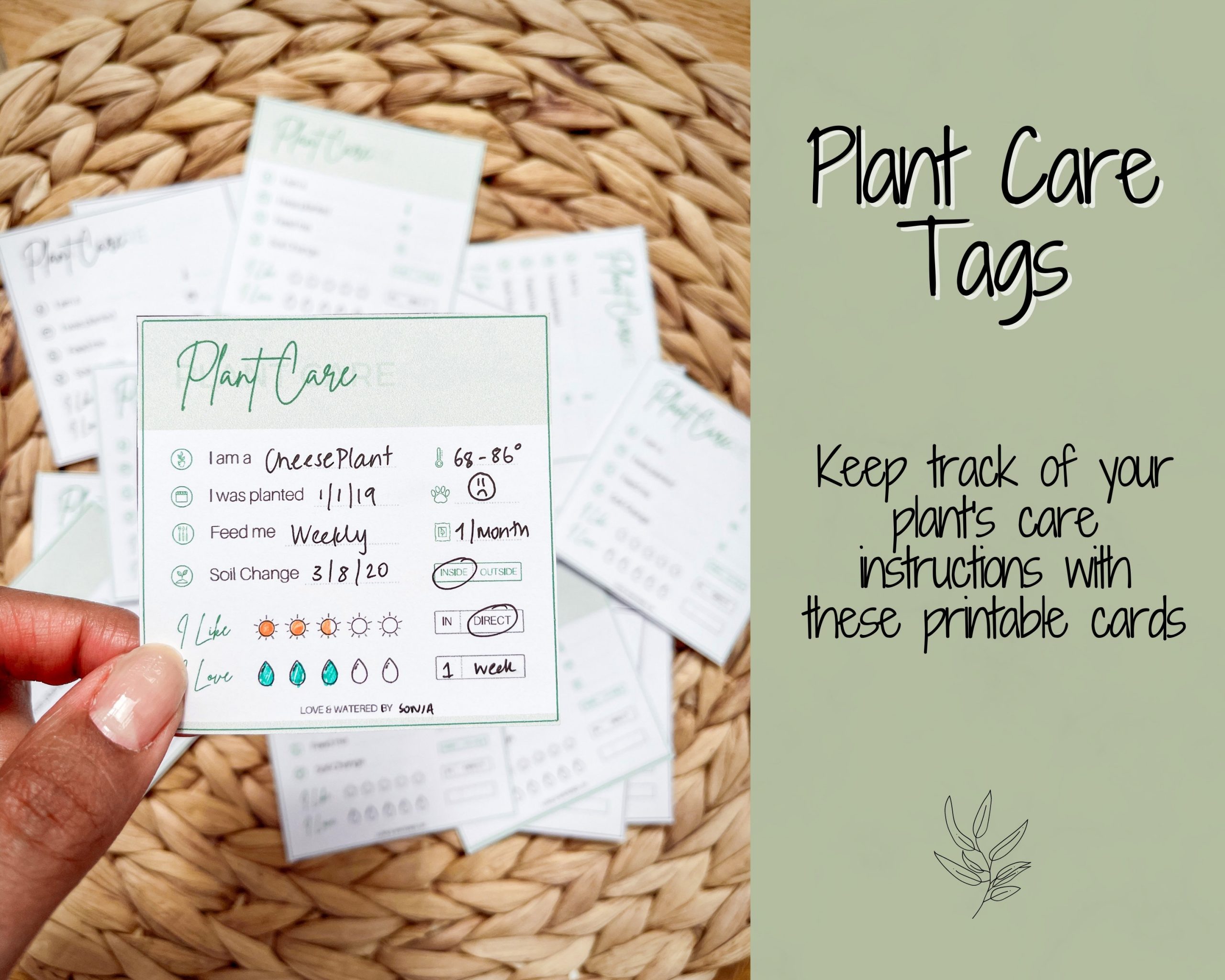 The Essential Guide to Caring for Your Plants: Tips and Techniques from a Green Thumb