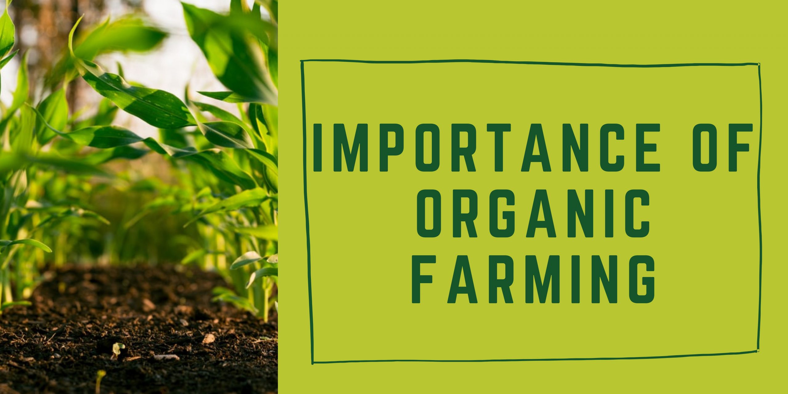 The Essential Benefits of Organic Farming: Promoting Sustained Environmental Health and Quality Produce