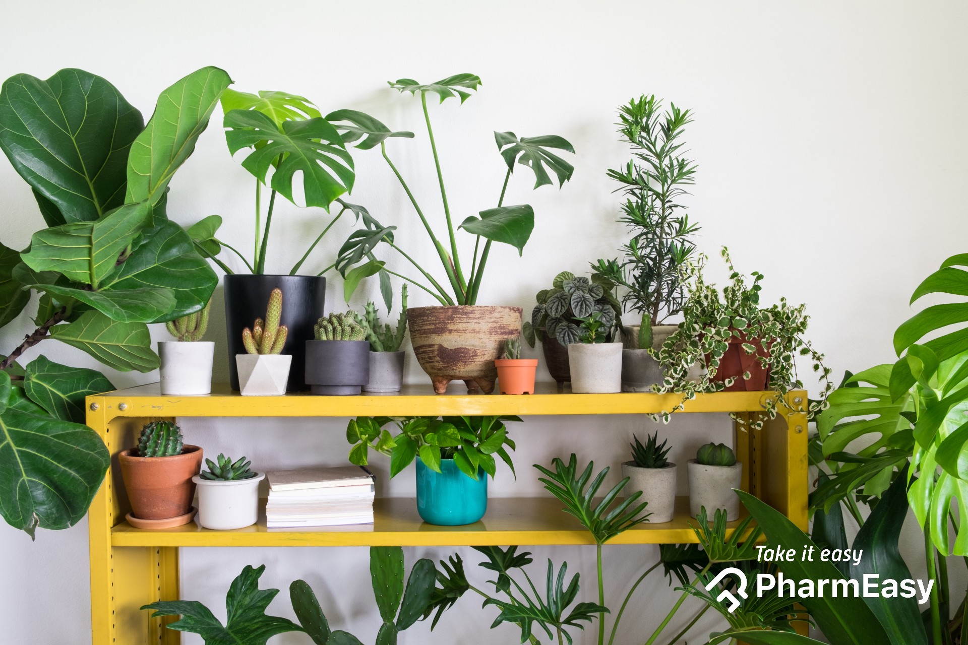 Money Plant Care Tips: आपके आपूर्ति पौधे को संभालने के ये आसान तरीके