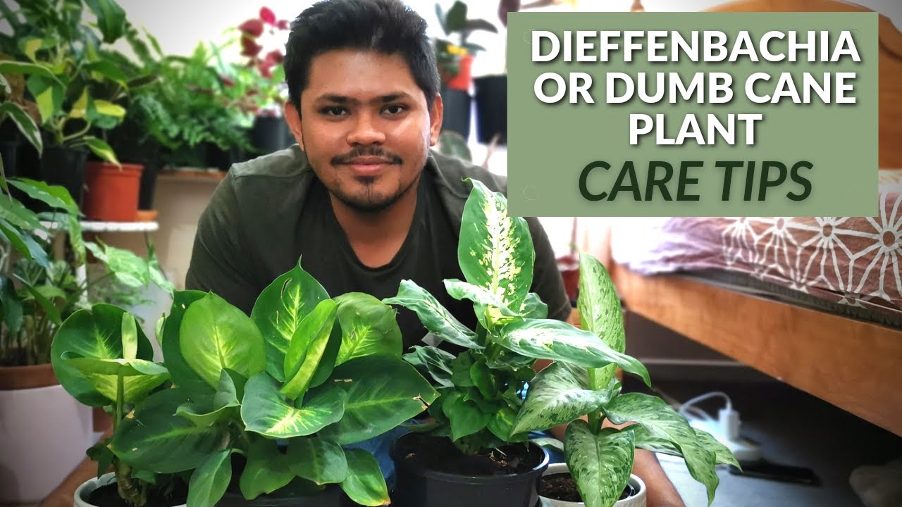 The Complete Care Guide: Tips for Growing Beautiful Dieffenbachia Plants