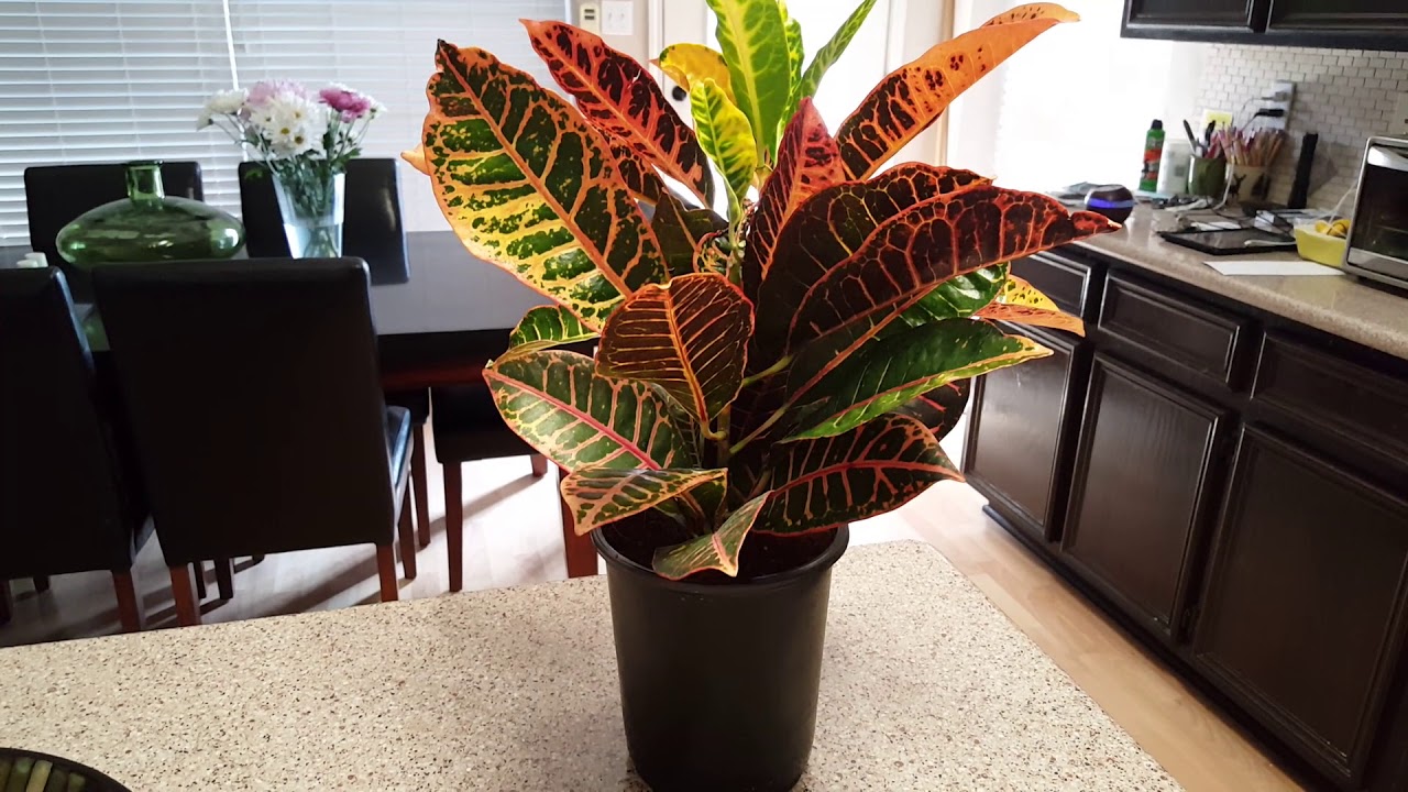 All You Need to Know About Caring for a Croton Plant: A Comprehensive Guide