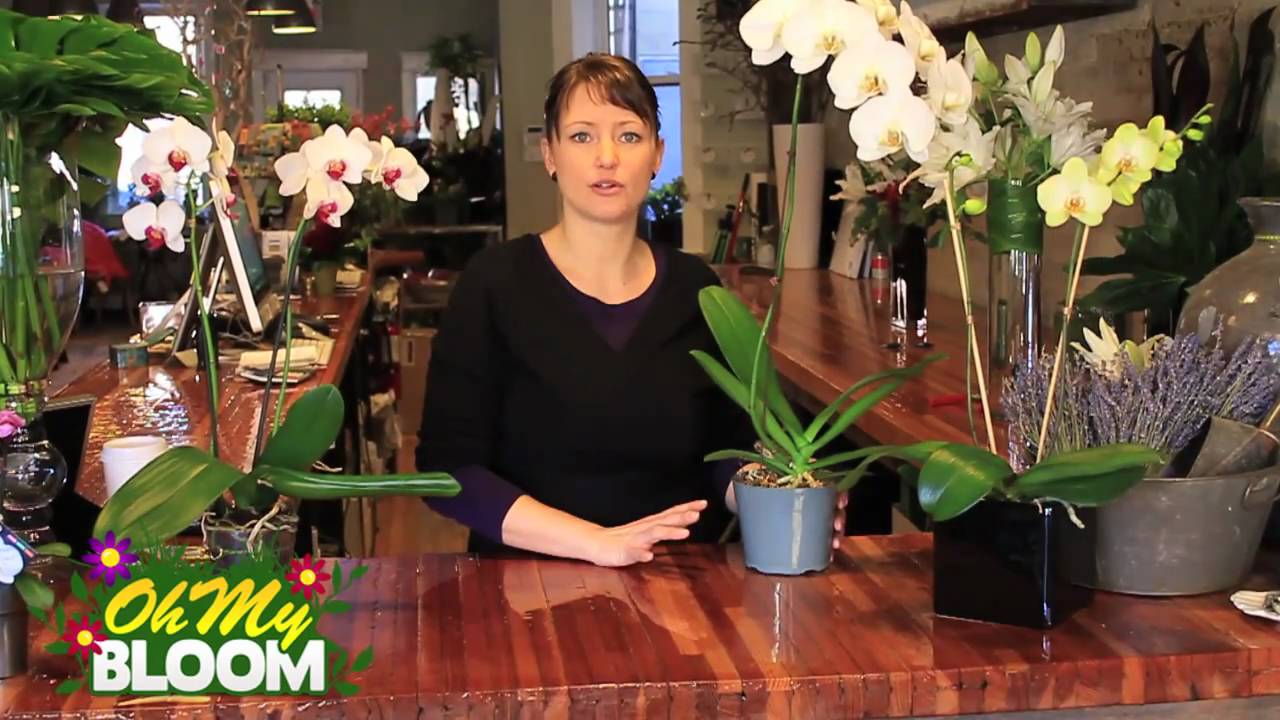 The Complete Guide to Caring for Orchids: Expert Tips and Techniques for Stunning Blooms