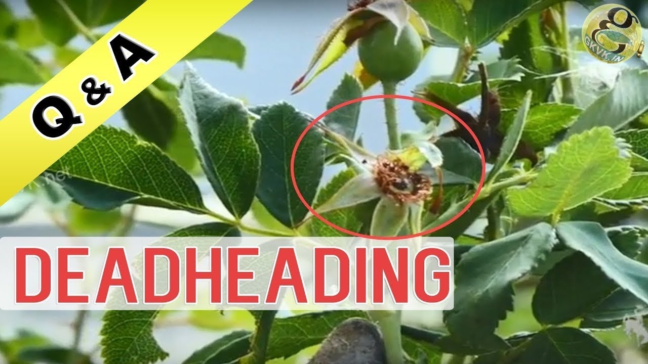 Demystifying the Concept of Deadheading in Plants: Exploring its Meaning and Benefits