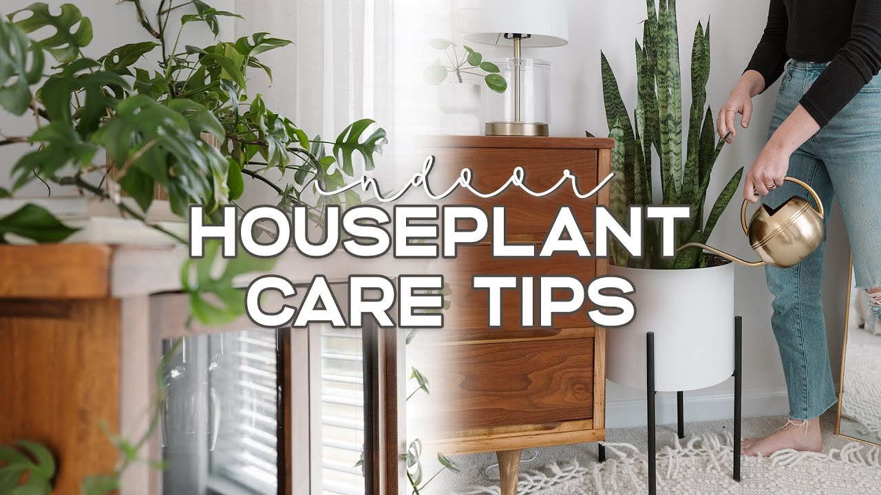 The Basics of Plant Care: Essential Tips for Beginner Gardeners