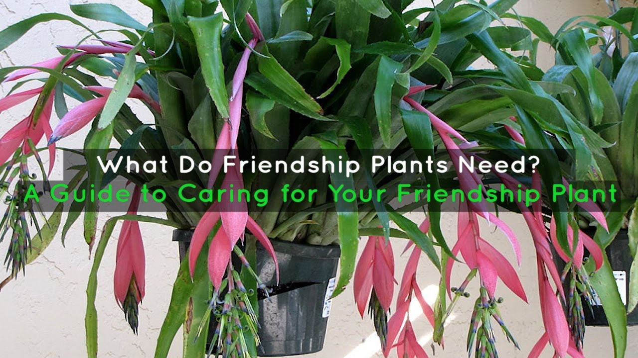 Why Caring for Plants is Essential: Understanding the Needs of Our Green Friends