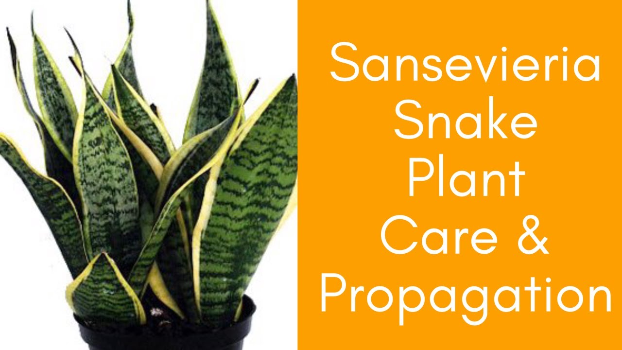 The Surprising Health Benefits of Snake Plant Care: Enhancing Air Quality and Promoting Well-being