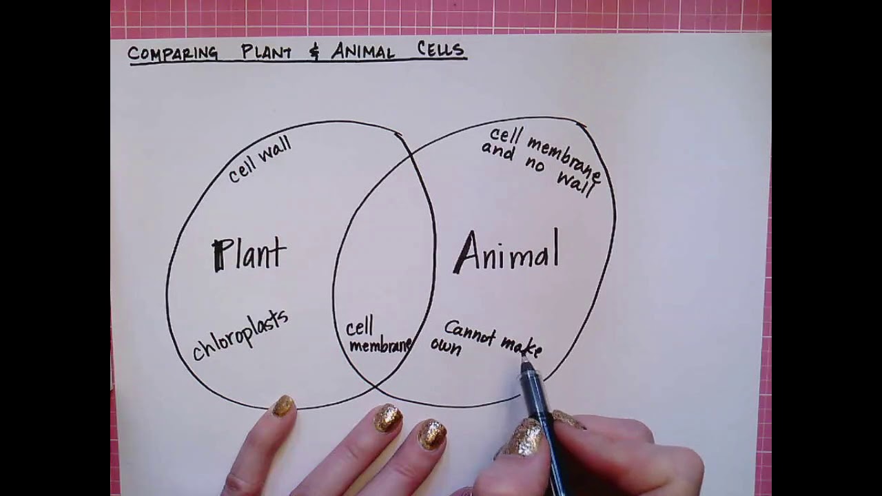 Similarities and Differences Between Plants