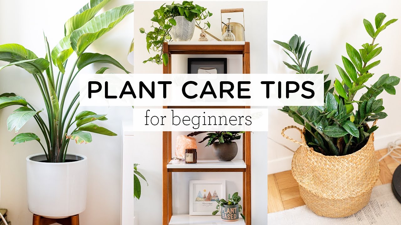 A Beginner's Guide to Successful Plant Care: Essential Tips for Healthy and Lush Plants