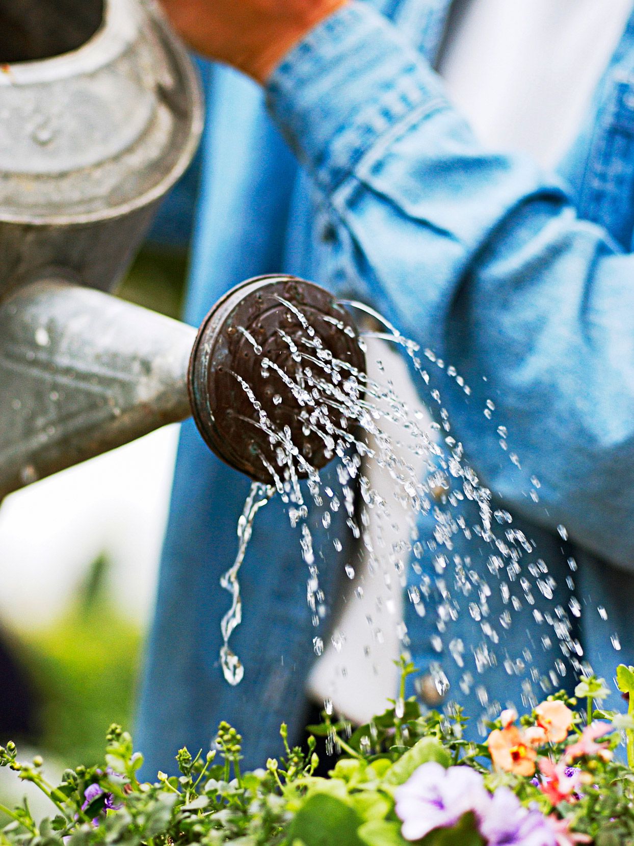 What's the Best Watering Schedule for Your Vegetable Garden in Hot Weather?