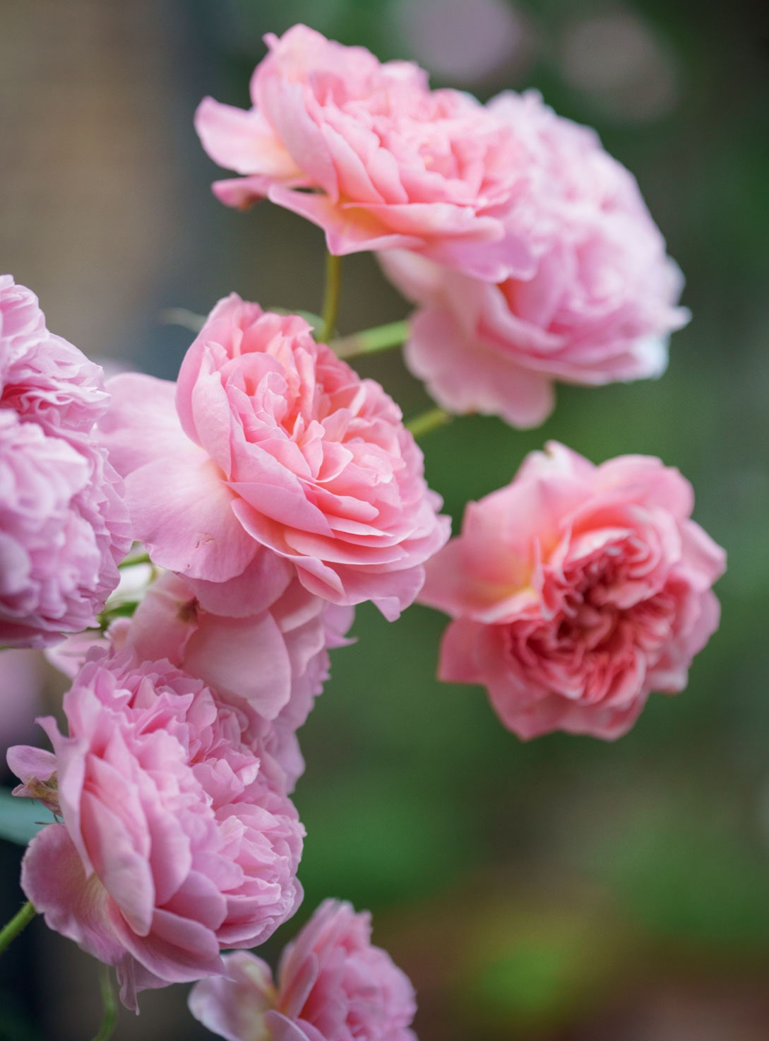 A Beautiful Selection: Tips for Choosing the Perfect Roses for Your Garden