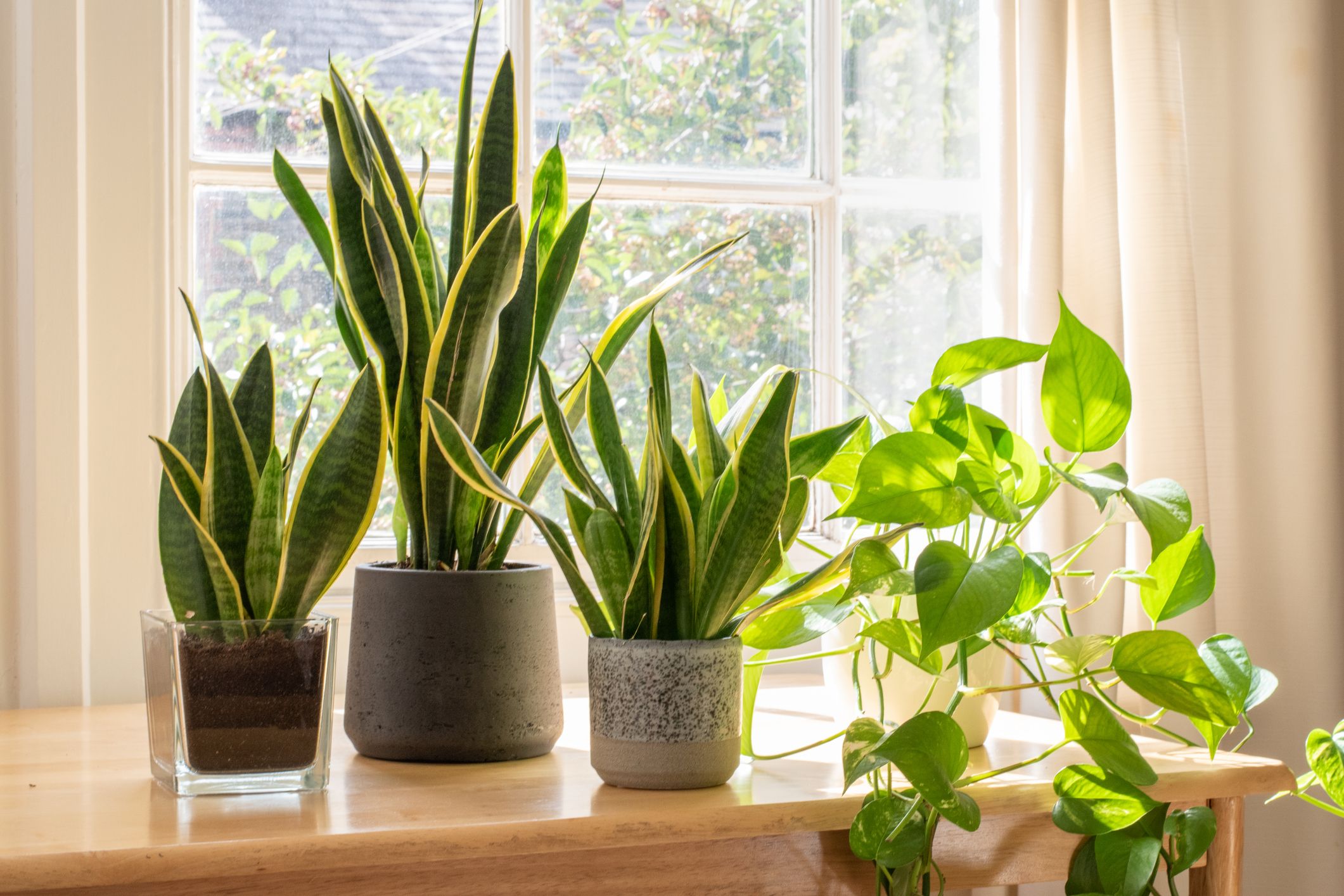 The Perfect Plants for a Luscious Indoor Garden: A Guide to Thriving Greenery Indoors