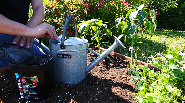 How Frequently Should You Fertilize Your Vegetable Garden for Optimal Growth?