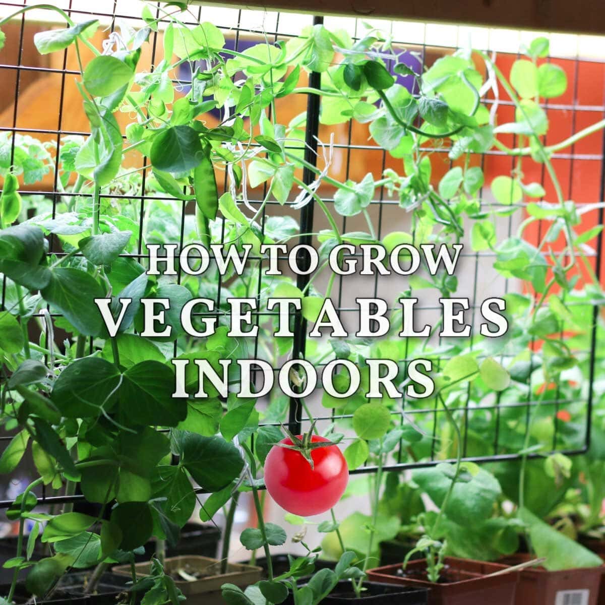 Deliciously Fresh: Unique Indoor Garden Ideas for Nourishing Your Food