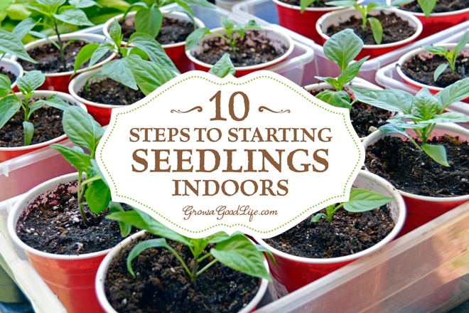 Creating an Indoor Oasis: Step-by-Step Guide to Starting a Thriving Indoor Garden