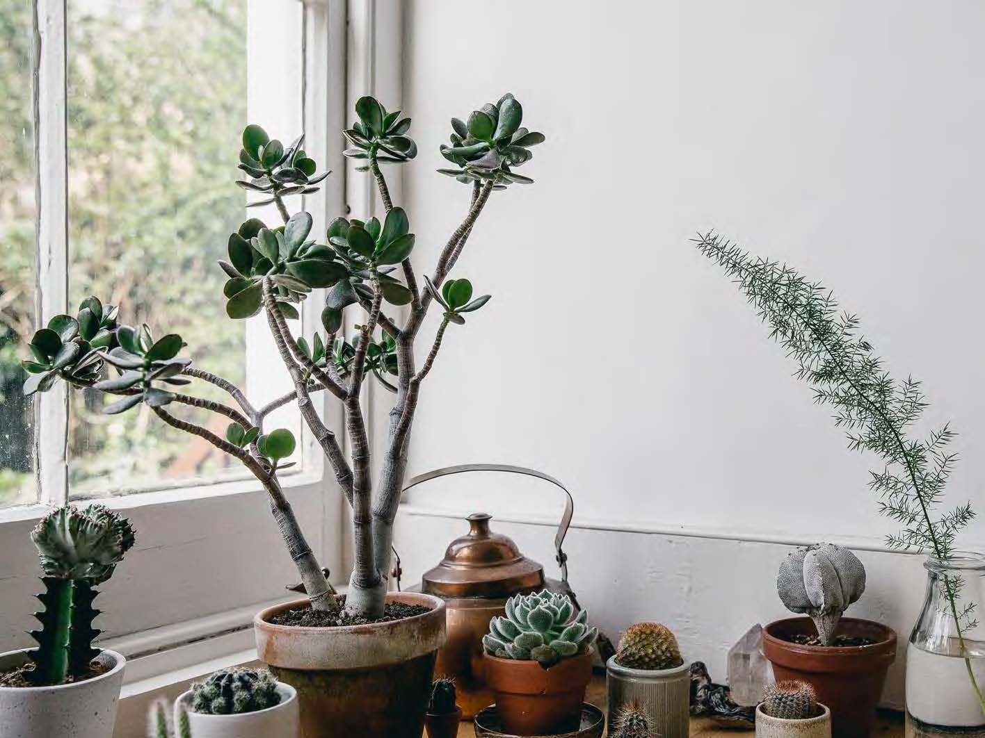 The Essential Guide to Succulent Plant Care: Everything You Need to Know