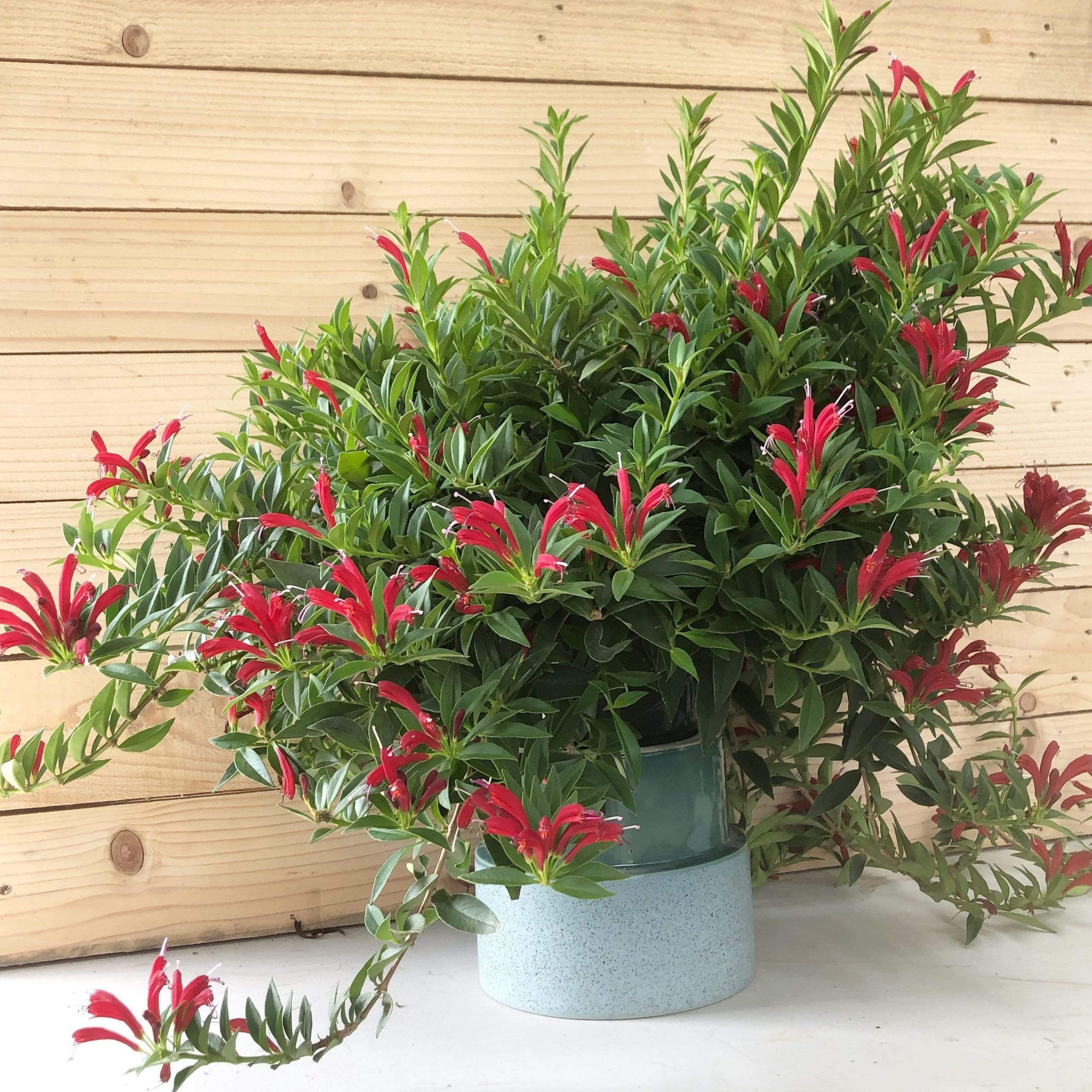 A Guide to Nurturing Your Lipstick Plant for Beautiful Blooms