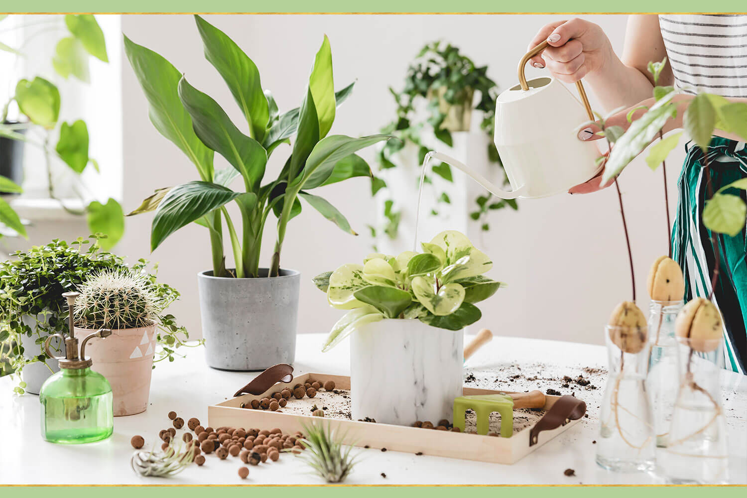 The Green Thumb's Guide: Essential Tips for Plant Care Made Easy