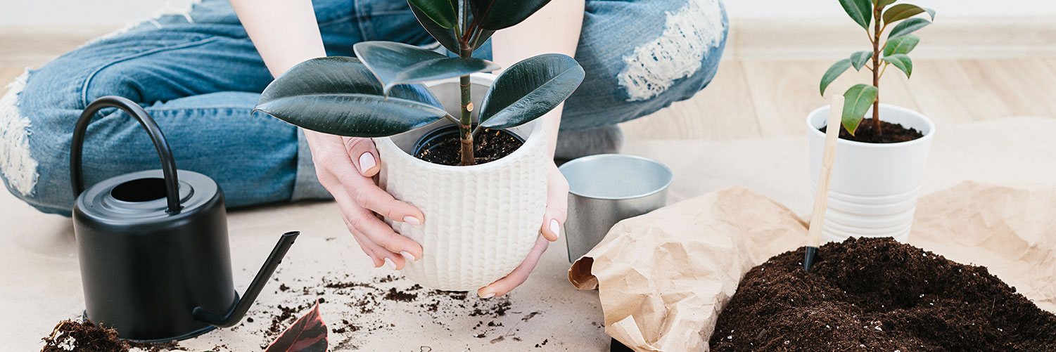 The Complete Guide to Properly Caring for Your Plant: Essential Tips for Healthy Growth