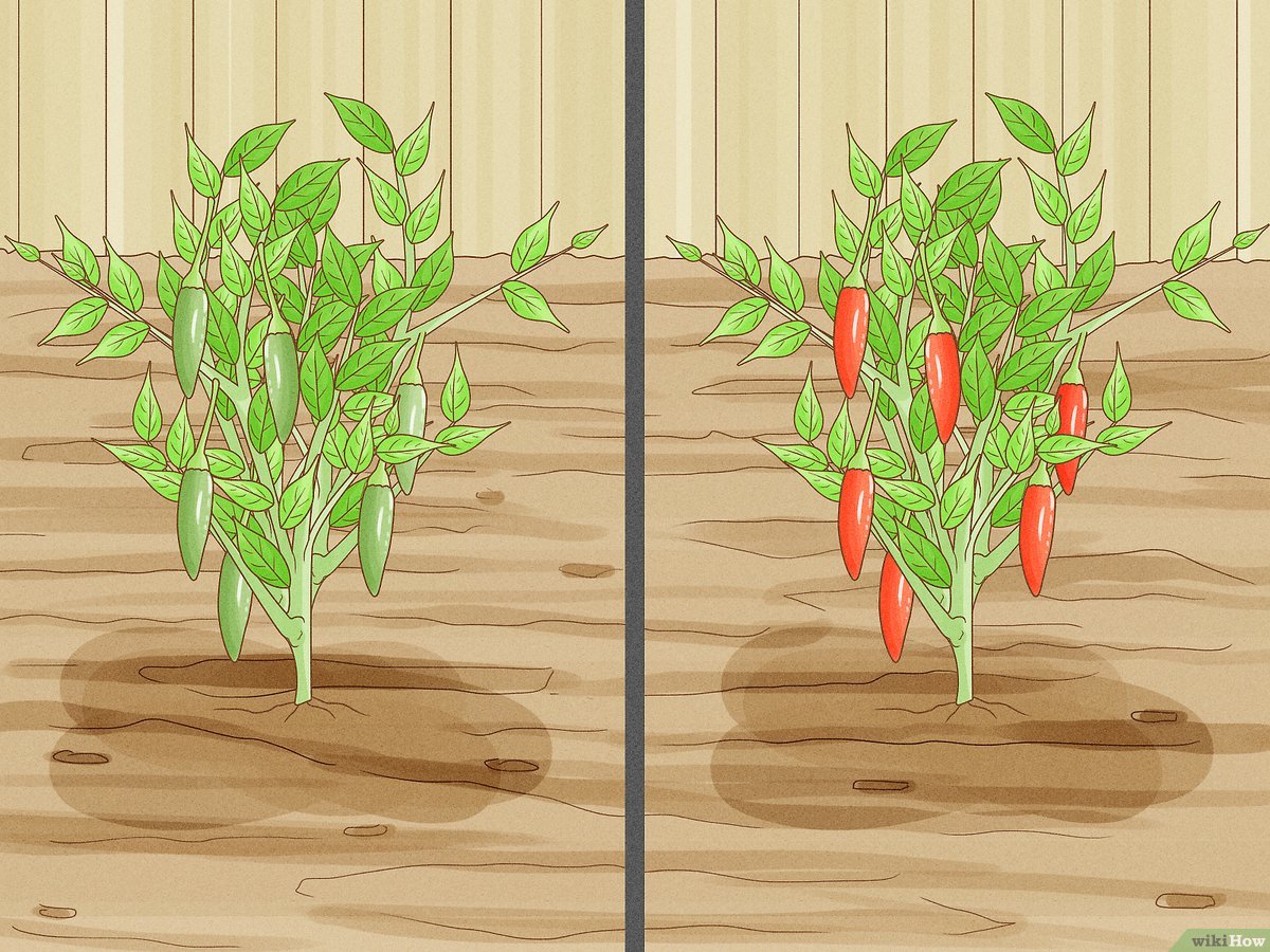 Step-by-Step Guide to Growing Red Chilli Plants: Cultivate Spicy ...