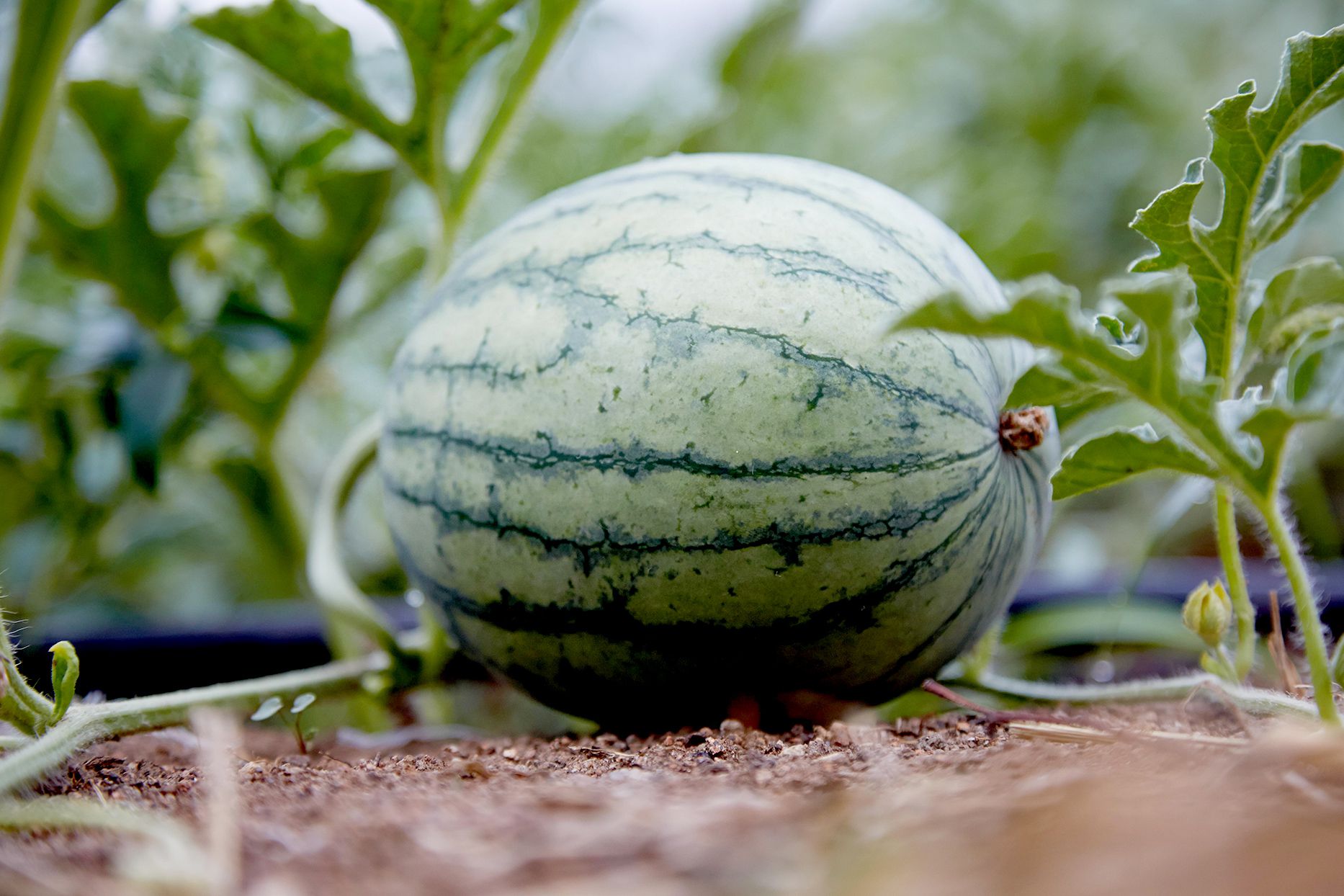 The Complete Guide to Planting and Caring for Watermelon: Expert Tips for a Juicy Harvest