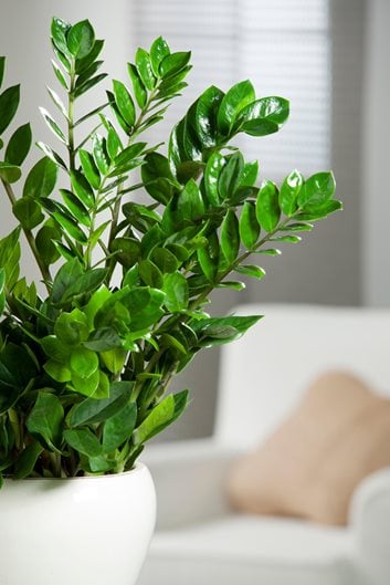 A Guide to Thriving Indoor and Garden Plants: Expert Tips and Care Advice