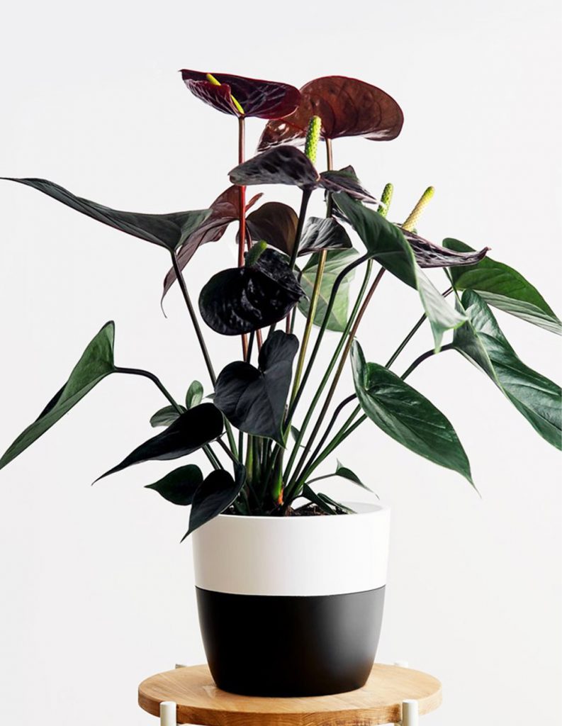 Black Anthurium Plant Care Guide: Tips for Rare Indoor Houseplant Black Anthurium Plant Care Guide: Tips for Rare Indoor Houseplant