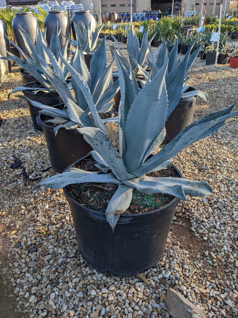 1-Gallon Blue Agave Plant For Sale – Hardy Succulent Online 1-Gallon Blue Agave Plant For Sale – Hardy Succulent Online