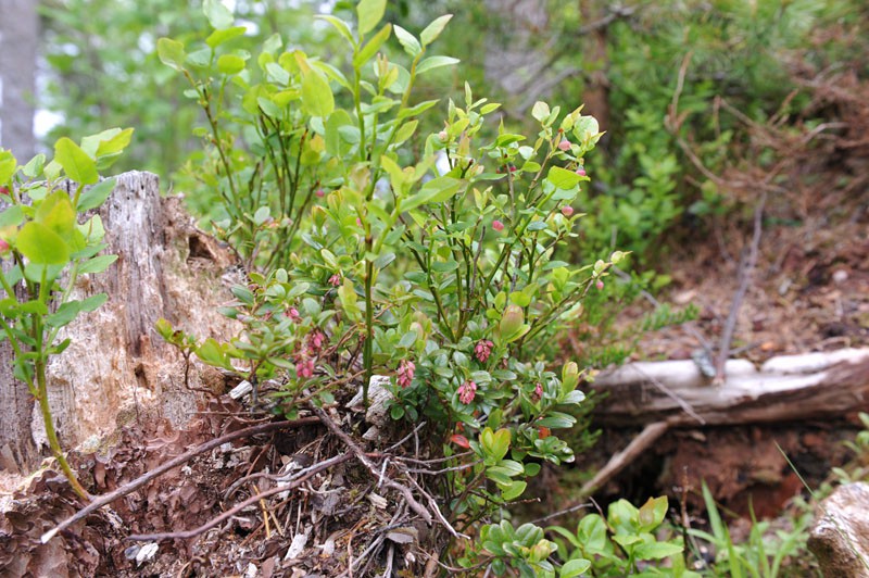 Buy Bilberry Plants for Sale Online | Organic & Garden-Ready Buy Bilberry Plants for Sale Online | Organic & Garden-Ready